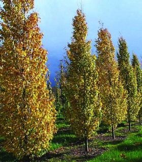 Carpinus betulus 'Albert Beekman'